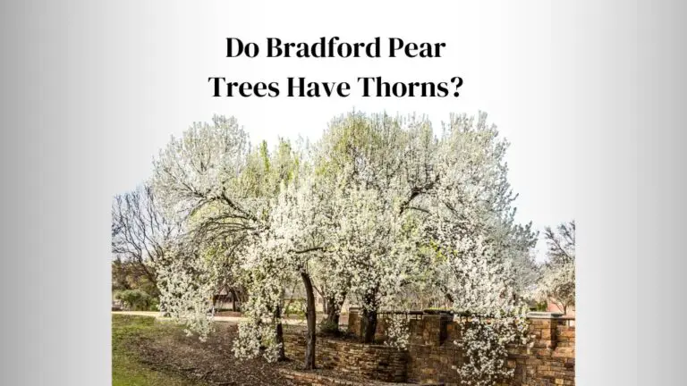 Do Bradford Pear Trees Have Thorns?
