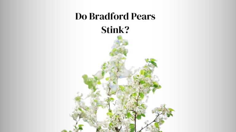 Do Bradford Pears Stink? (7 Critical Reasons)