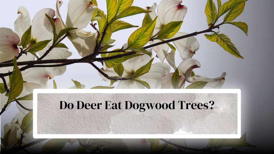 How To Protect Dogwood From Deer? Everything Arboriculture