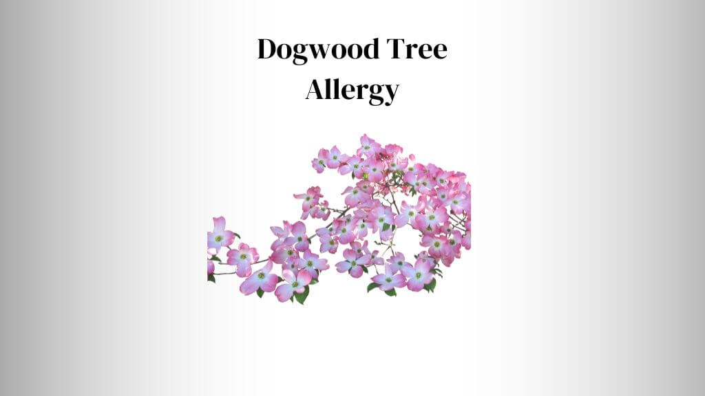 Dogwood Tree Allergy Rash & Pollens 101 Guide Everything Arboriculture