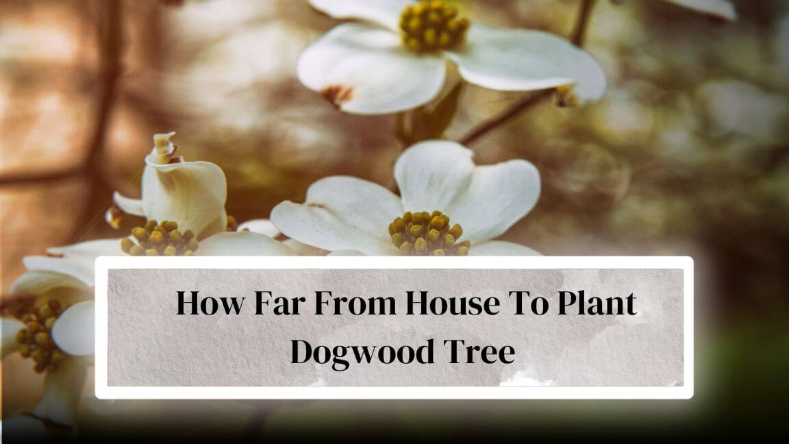 How Far To Plant A Tree From House