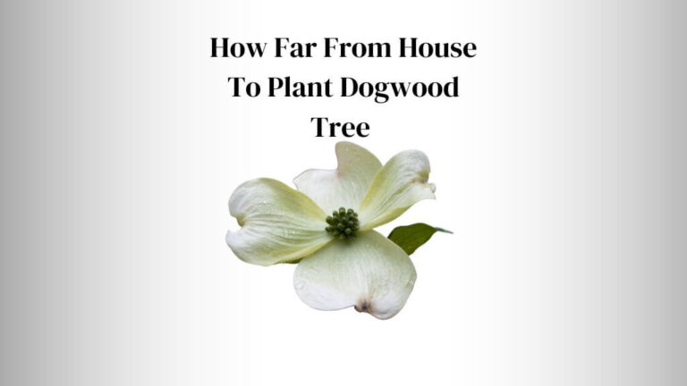 How Far From House To Plant Dogwood Tree?