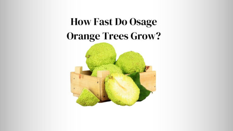 How Fast Do Osage Orange Trees Grow?