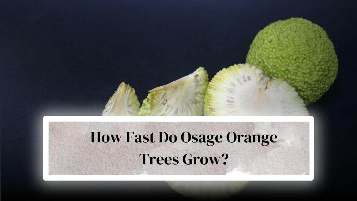 How Fast Do Osage Orange Trees Grow? Everything Arboriculture