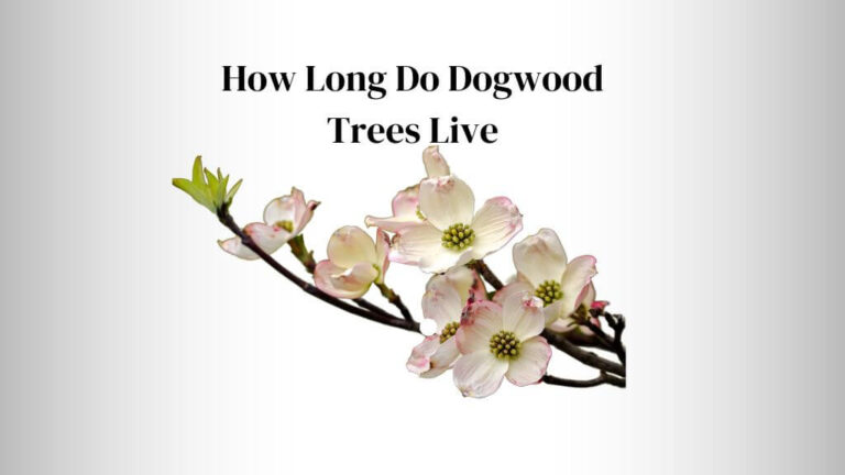 How Long Do Dogwood Trees Live? Dogwood Lifespan