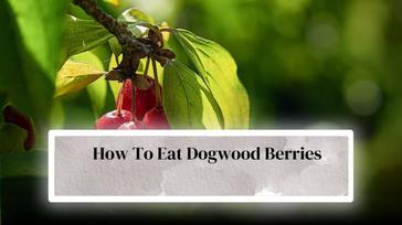 are dogwood berries poisonous to dogs