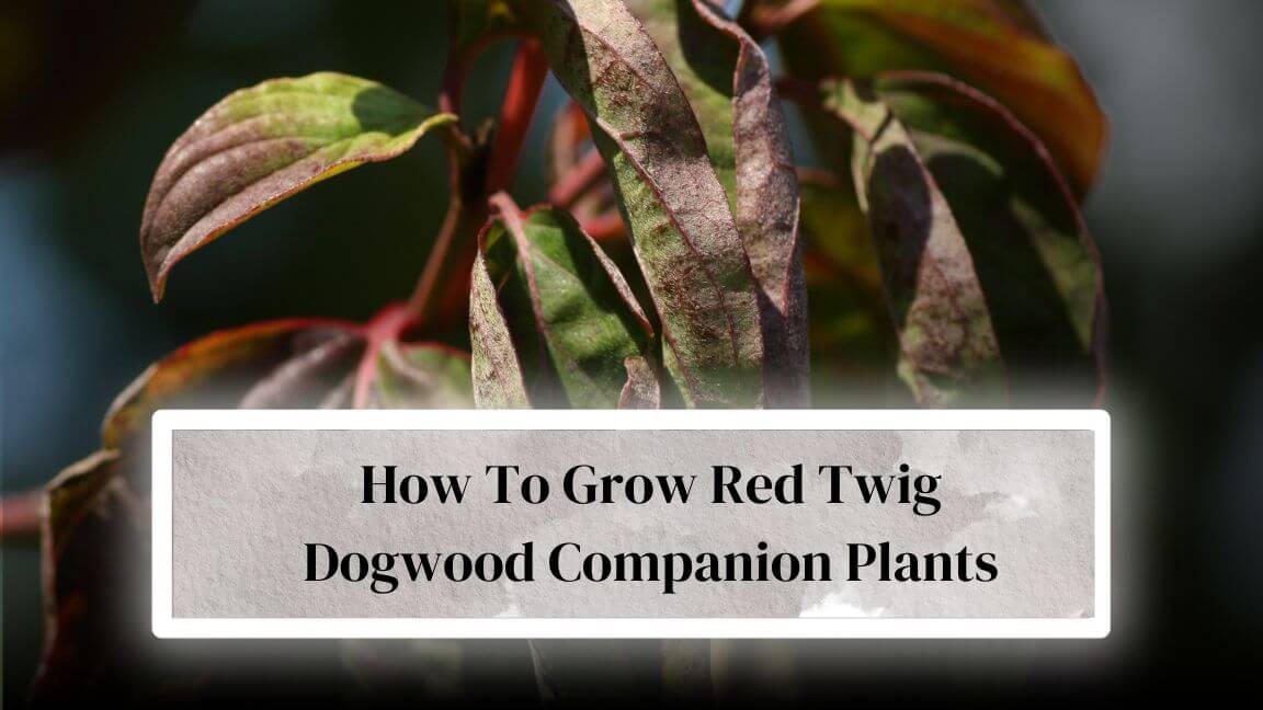 Red Twig Dogwood Companion Plants Everything Arboriculture