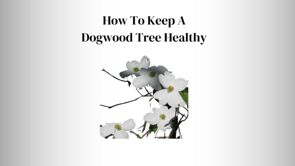 How To Keep A Dogwood Tree Healthy