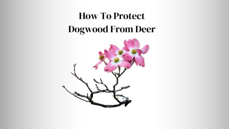How To Protect Dogwood From Deer?