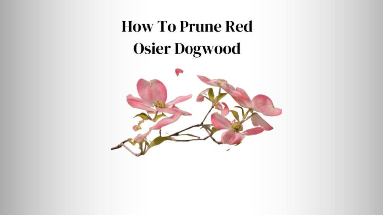 How To Prune Red Osier Dogwood