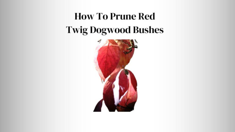 How To Prune Red Twig Dogwood Bushes? (5 Essential Tools)