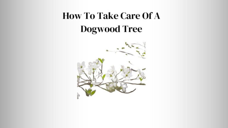 How To Take Care Of A Dogwood Tree (5 Tips)