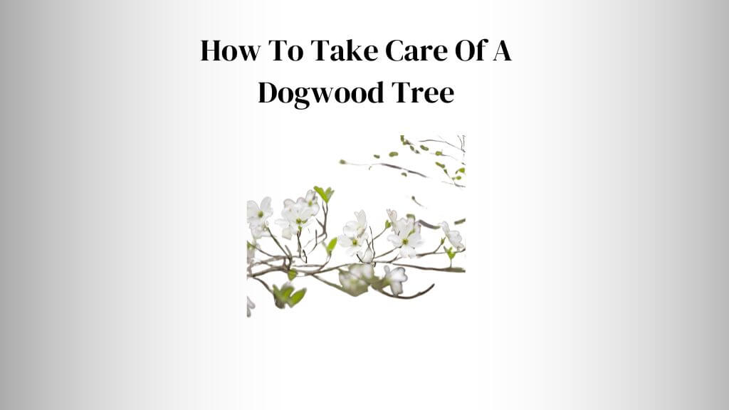 can you overwater a dogwood tree