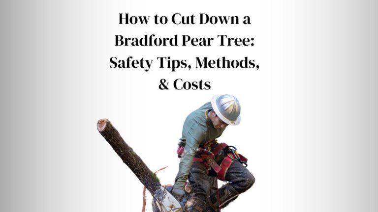 How to Cut Down a Bradford Pear Tree: Safety Tips, Methods, & Costs