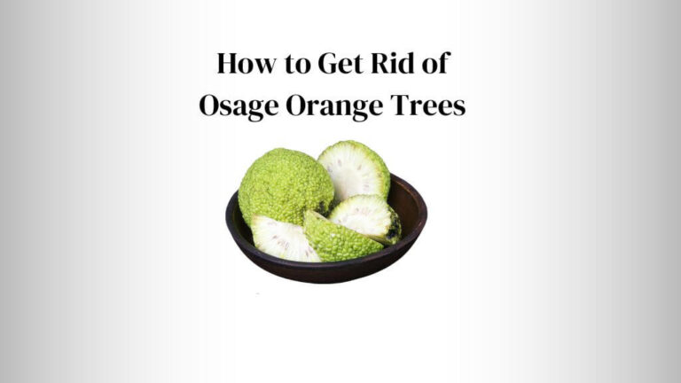How to Get Rid of Osage Orange Trees