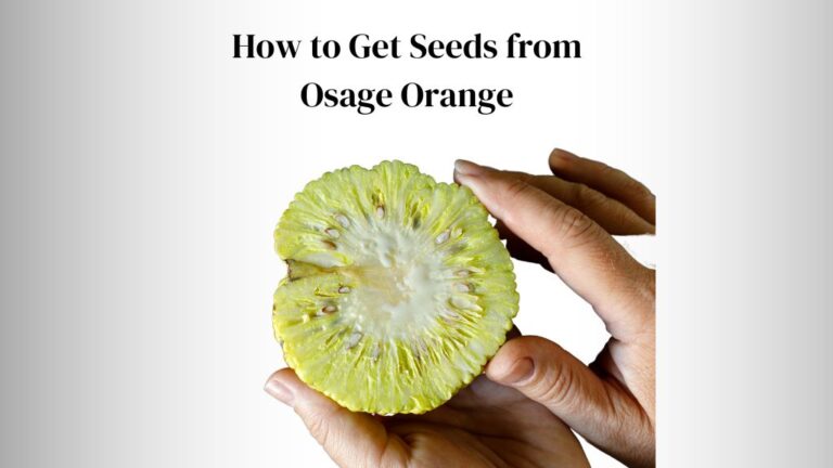 How to Get Seeds from Osage Orange? (3 Safety Tips)