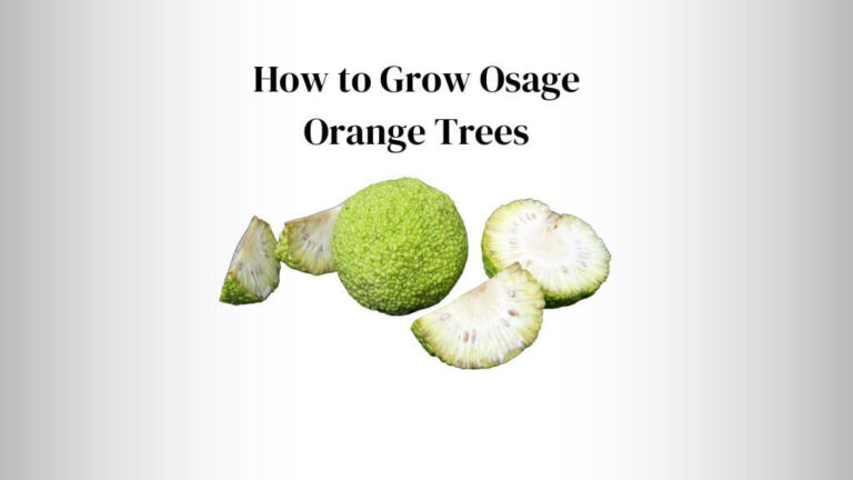 How to Grow Osage Orange Trees: A Comprehensive Guide