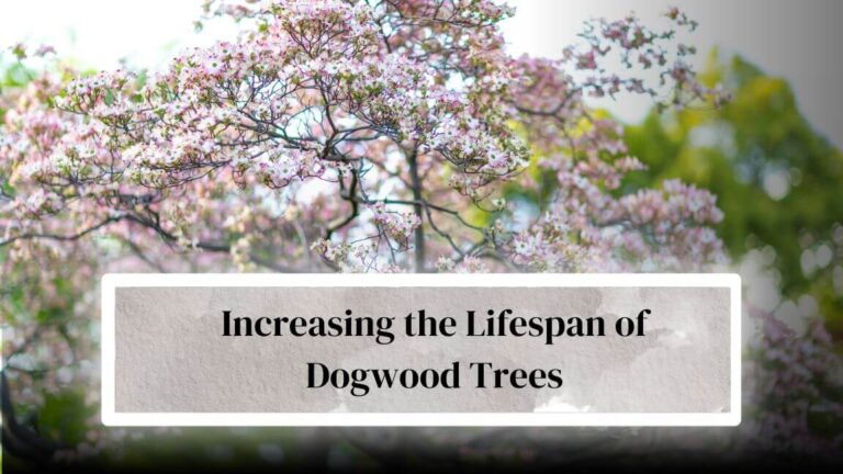 How Long Do Dogwood Trees Live? Dogwood Lifespan - Everything Arboriculture