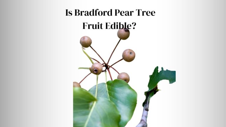 Bradford Pear Tree Fruit Edible: 3 Effects, Risks & Precautions