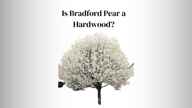 Is Bradford Pear a Hardwood?