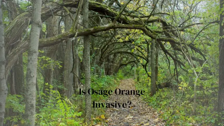 Is Osage Orange Invasive?
