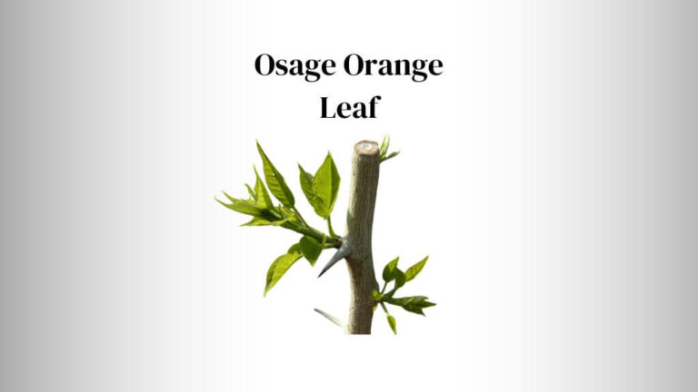 Osage Orange Leaf: Anatomy, Usage, Benefits & Safety