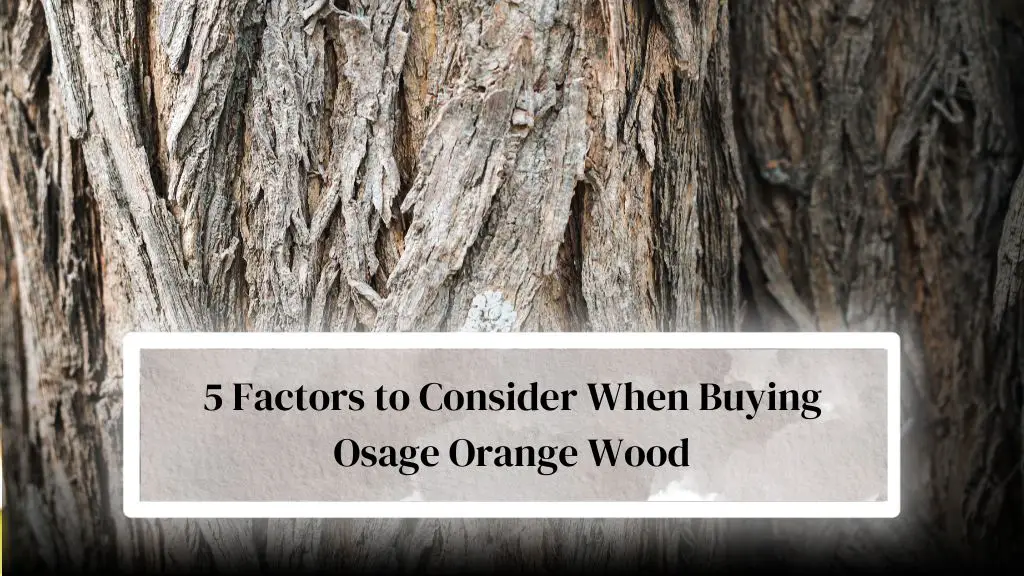Where To Buy Osage Orange Wood