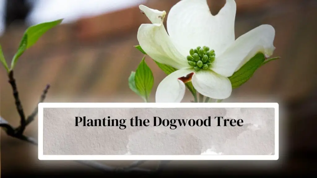 Dogwood Tree Planting Instructions: How To Plant Dogwood Tree