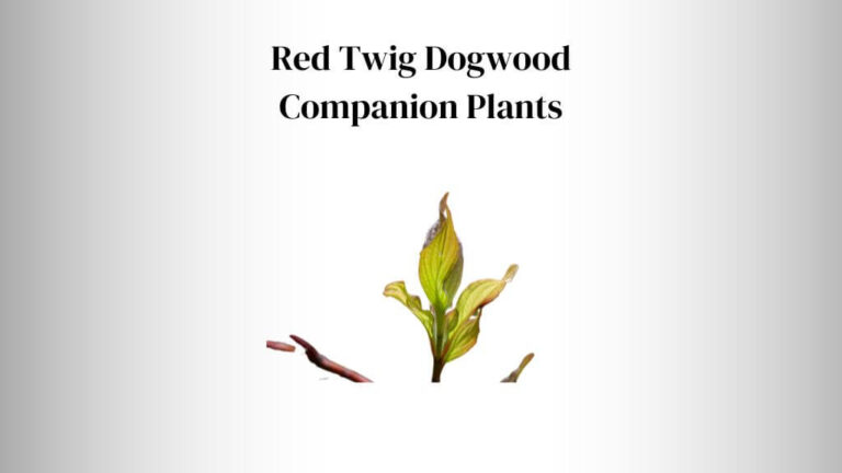Red Twig Dogwood Companion Plants