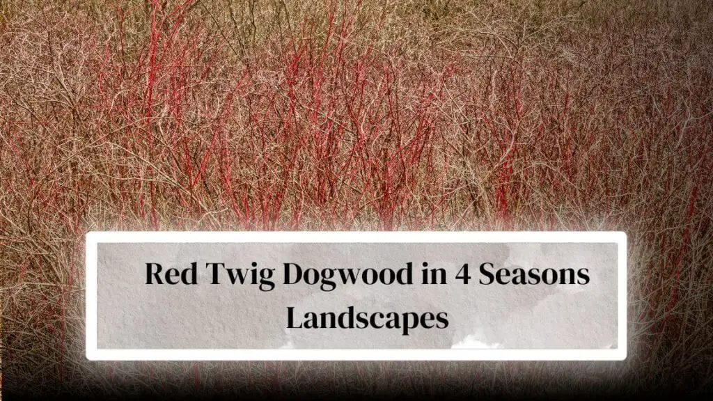 Landscaping Ideas With Red Twig Dogwood