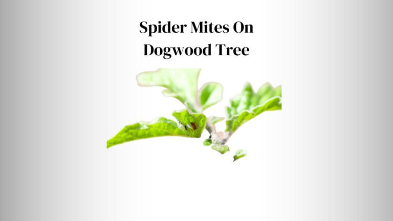 Spider Mites On Dogwood Tree: Reasons and Prevention Tips