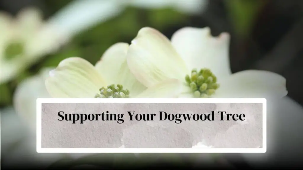 How To Take Care Of A Dogwood Tree