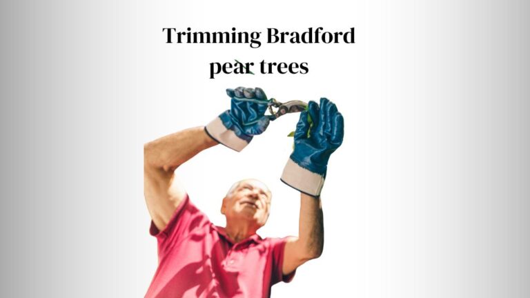 Trimming Bradford Pear Trees: Efficient Methods