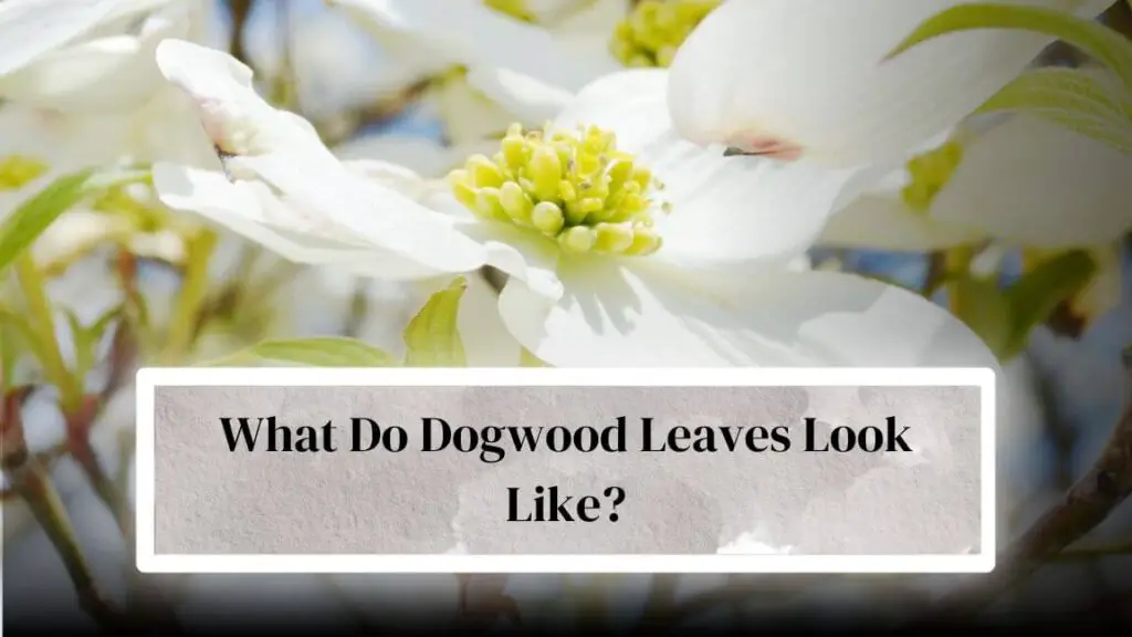 What Does A Dogwood Tree Look Like