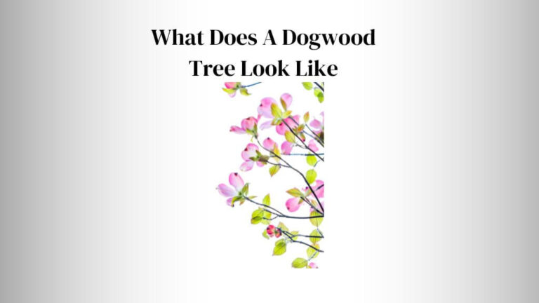 What Does A Dogwood Tree Look Like? ( 5 Factors)