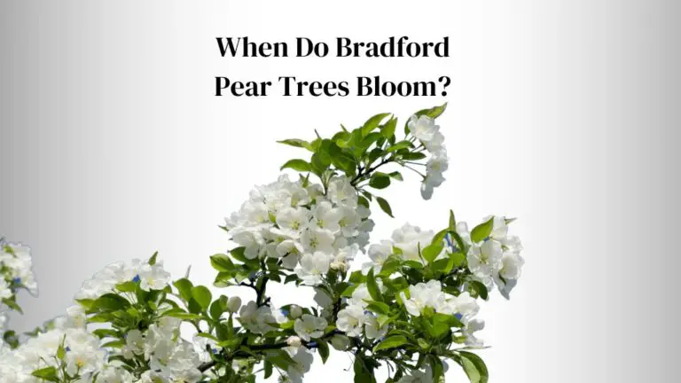 When Do Bradford Pear Trees Bloom? (3 3 Critical Factors)