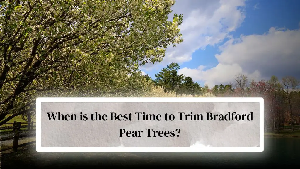 Trimming Bradford pear trees