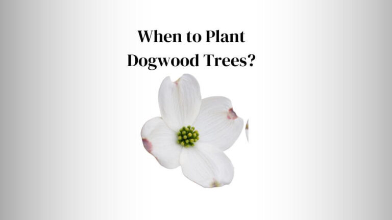 When to Plant Dogwood Trees?