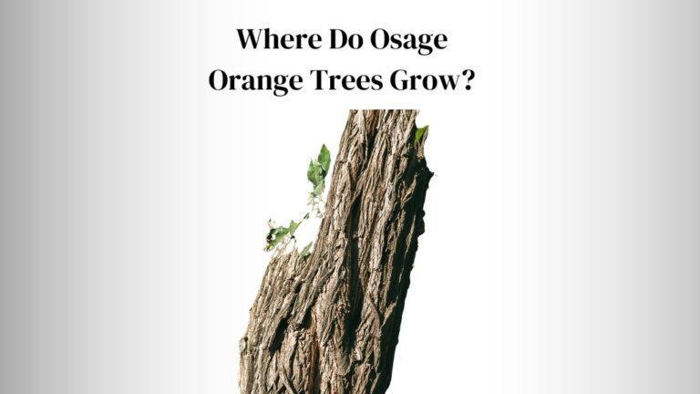 Where Do Osage Orange Trees Grow?