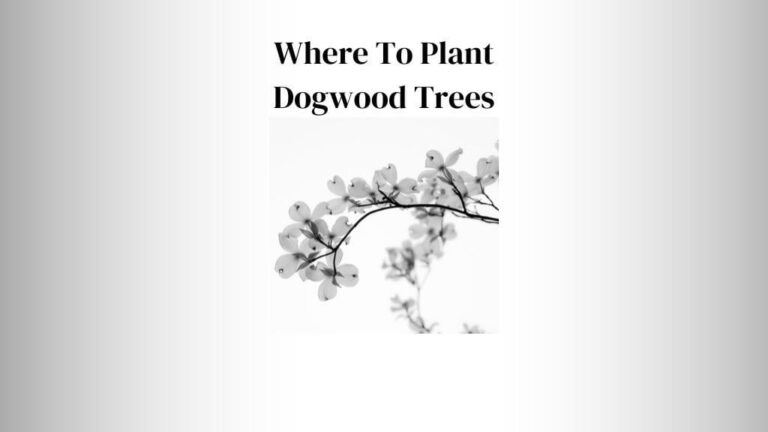 Where To Plant Dogwood Trees: 11 Best Place To Plant Dogwood Tree
