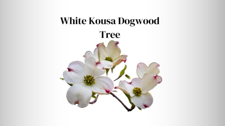 White Kousa Dogwood Tree: Appearance, Varieties & Care