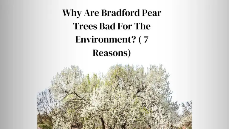 Why Are Bradford Pear Trees Bad For The Environment? ( 7 Shocking Reasons)