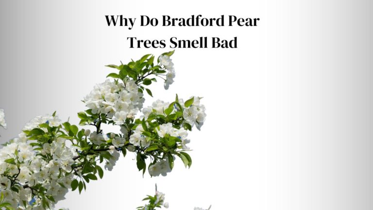 Why Do Bradford Pear Trees Smell Bad? ( Like Sperm or Fish)