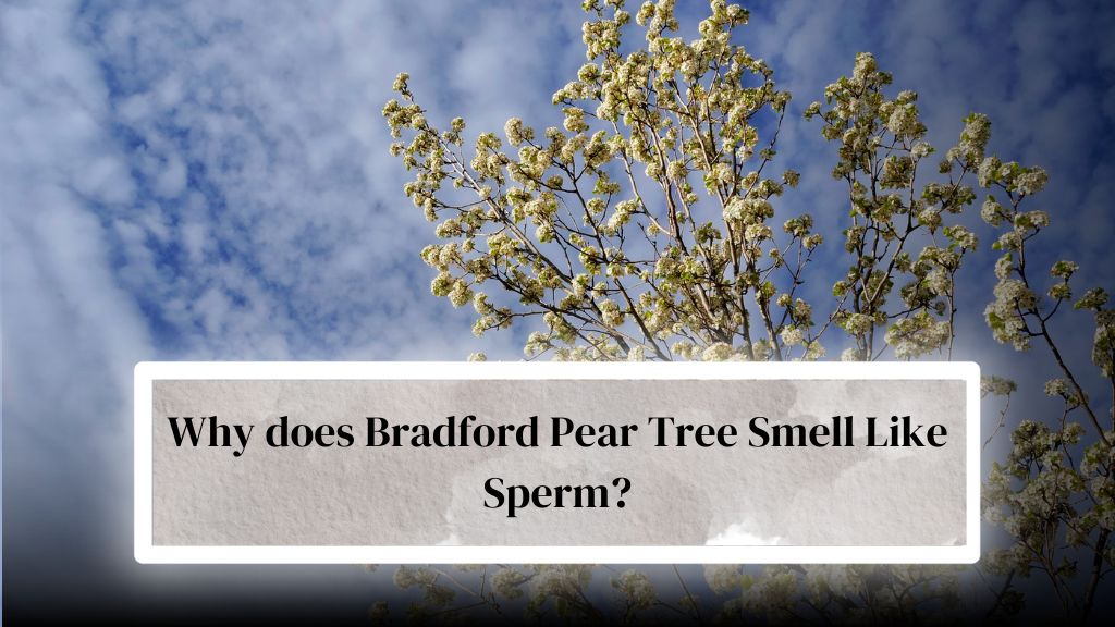 Why Do Bradford Pear Trees Smell Bad? ( Like Sperm or Fish