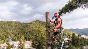 How To Prune A Cedar Tree? [Trim, Prune, and Cedar Care] - Everything ...